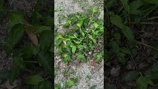 Commelina benghalensis a wild leafy vegetable of Odisha Odisha medicinal botanicalpark [upl. by Melisandra]