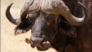 Redbilled Oxpeckers on African Buffalo [upl. by Anitaf417]