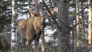 Ståndskall stortjur älgjakt 2015 [upl. by Tris]