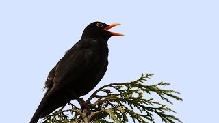 Song and calls of the Blackbird [upl. by Cumings995]