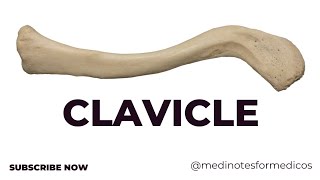 Clavicle I Anatomy I firstyear MBBS I Bones I Anatomy made easy I NEET PG I USMLE [upl. by France806]