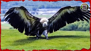 Worlds Largest Bird of Flight The Andean Condor  Wild biosphere [upl. by Aurelio]