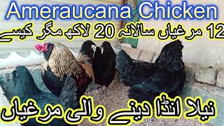 Ameraucana Chisken  Blue Egg Laying Chickens  Neela Anda Dene Wali Murghi wildroosters [upl. by Aidualk]