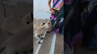 Woman attack by monkey at hill stationshortsfeed monkey monkeyattackmonkeyvideo [upl. by Moselle]