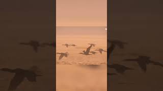 50000 Socotran Cormorants Surviving the Desert Storm [upl. by Nnayd554]