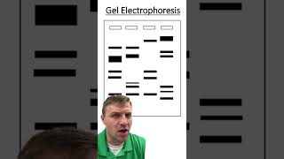 Gel Electrophoresis [upl. by Eerot]