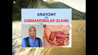 Anatomy of submandibular salivary gland [upl. by Gnod56]