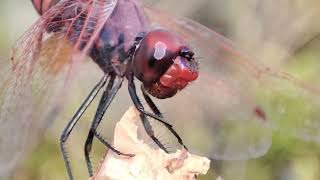 A very beautiful Violet dropwing Trithemis annulata in Vlachérna of Arta macro video FHD [upl. by Bessy]