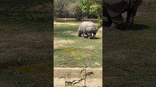 🦏 Watch Rare Footage of Great Indian Rhinoceros Impressive Eating Time Rituals 🌿🍴 RhinoFeast [upl. by Yleve]