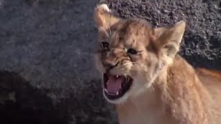 The Dangers of Being a Lion Cub  Lions Spy in the Den  BBC Earth [upl. by Aliza359]