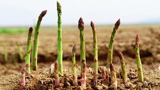 How to grow asparagus from seeds sprouting after 17 days [upl. by Einhpets]