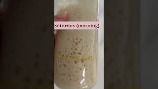 How to get your sourdough starter ready for baking [upl. by Notxam]