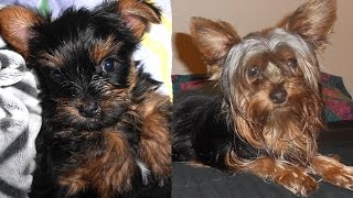 Yorkie Puppy Growing Up [upl. by Anaul]