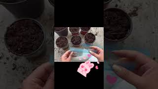 Repotting Cotton Seed Sprouts Growing Cotton at Home cottonplant seeds homestead shorts plant [upl. by Belford948]