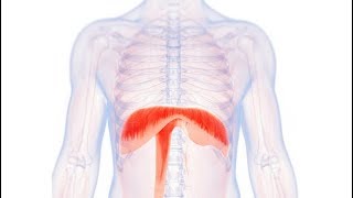 What is Diaphragm   Essential Science  Terms [upl. by Nahsad317]