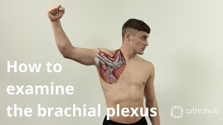 How to examine the brachial plexus  short version — watch orthohub examinations with Tom Quick [upl. by Eehtomit]