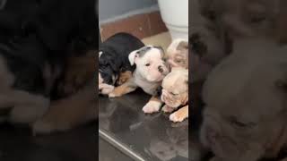 English bulldog englishbulldog bulldog dog puppy trending viralvideo india updog uk usa [upl. by Gregory637]