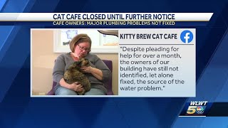 Cat Cafe working on repairs to reopen after water leak causes indefinite closure [upl. by Sixel]