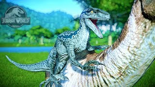 Jurassic World Evolution  Blue hunting all herbivores  Jurassic Cinema [upl. by Yoj]