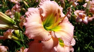 Best Perennials Hemerocallis Fairytale Pink Daylily [upl. by Chaffee490]