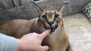 Big Floppa Hissing and Kneading  Caracal [upl. by Muscolo103]