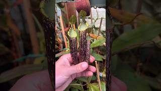 Amazing Nepenthes plant pitchers nepenthes carnivorousplants carnivorousplantsofinstagram [upl. by Eurd]