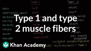 Type 1 and type 2 muscle fibers  Muscularskeletal system physiology  NCLEXRN  Khan Academy [upl. by Sparky551]