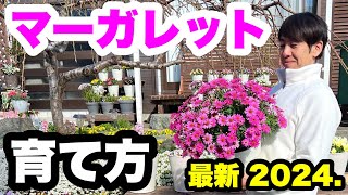 ◆【マーガレット】の育て方🌱初心者 育て方 [upl. by Okoyik]