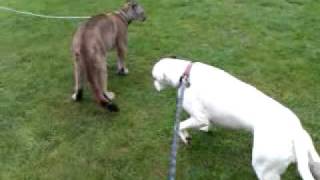 Boxer dog vs puma [upl. by Wareing]