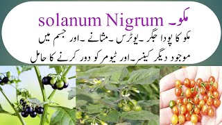 Benifits of solanum nigrum مکو پودے ان گنت کے فائدے By HM yaseen [upl. by Ecirrehs]