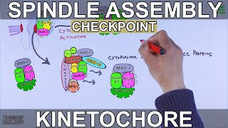 Spindle Assembly Checkpoint  Mitotic Checkpoint [upl. by Wymore]