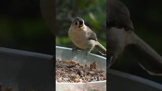 Busy Day with Beautiful Tufted Titmice Nuthatches amp Chickadees Stopping By [upl. by Gherlein]