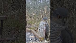 Sparrowhawk at the bird feeder [upl. by Esirehs]