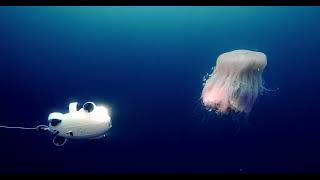 【4K】An Underwater Drone Glides Through the Water — FIFISH VEVO a Touch of Pure White [upl. by Torto]