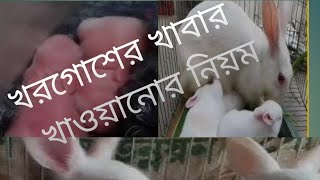 খরগোশের খাবার খাওয়ানোর নিয়ম জেনে নিন [upl. by Narahs898]