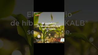 Portafolio de híbridos DEKALB® [upl. by Yeltneb]