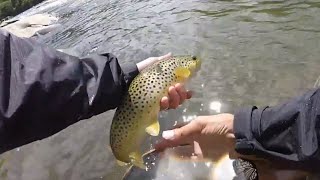 Fly Fishing for Brown Trout Winooski River Bolton Falls Vermont [upl. by Eentrok]