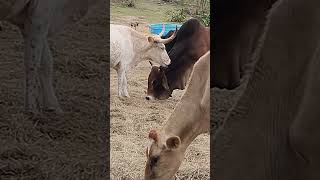 Cowlick Cowlick cows bulls bulls [upl. by Four837]