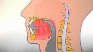 Corrección de la posición de la lengua durante la deglución [upl. by Iilek]