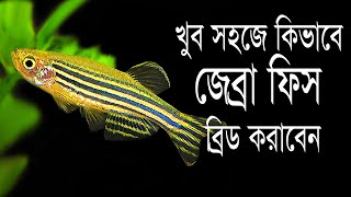 খুব সহজে আমরা কিভাবে জেব্রা মাছ কে ব্রিড করাতে পারি । How to Breed Zebra Danio Fish in Bangla [upl. by Ahseele]