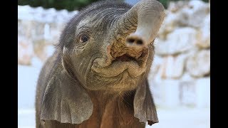 Ihr habt gewählt  Elefantenbaby bekommt Namen I Tiergarten Schönbrunn [upl. by Gusba]