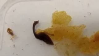 Flatworm eating  planaria comendo [upl. by Brook]