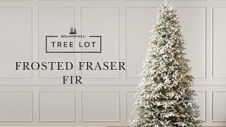 Frosted Fraser Fir  Tree Lot [upl. by Llednav560]