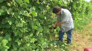 Kudzu Kid invents killer device [upl. by Botsford]