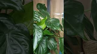 Alocasia cucullata indoor plant  28 September 2024 [upl. by Datnow534]