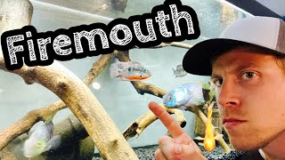 Community Firemouth Cichlids Tank Mates [upl. by Refinneg935]