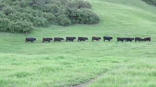 Cattle  Pleasanton Ridge Regional Park  Pleasanton California [upl. by Einnim440]