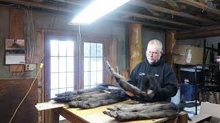 Grading and Handling Tips on Fisher Pelts [upl. by Jasik927]