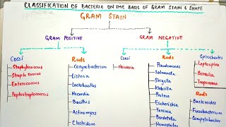 Gram Positive vs Gram Negative Bacteria [upl. by Almeria]