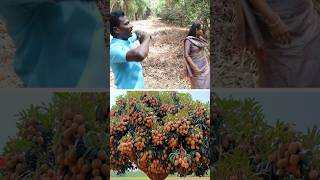 இதுக்குதான் வெட்டுறாங்களா pruning kavaathu [upl. by Shanney]